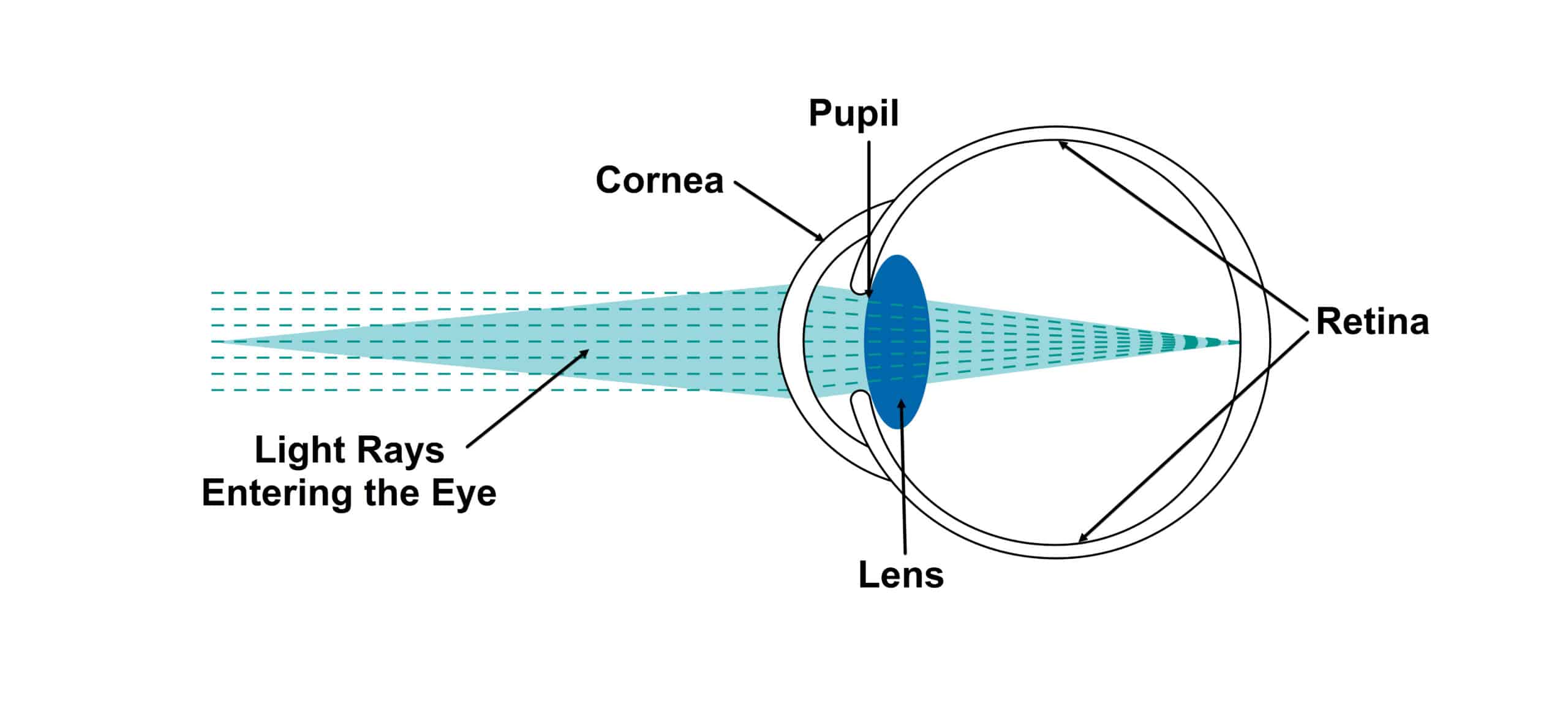 How Our Eyes Work